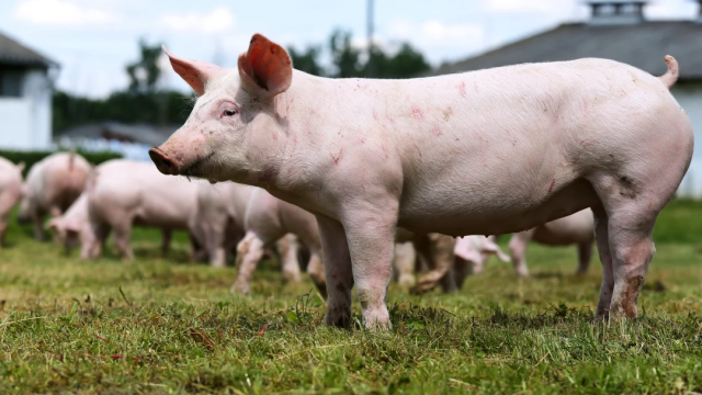 Así afecta la productividad la estomatitis vesicular en cerdos