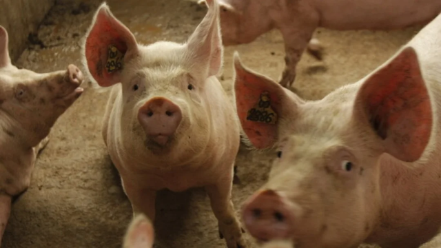 Conozca cómo aliviar el estrés por calor en los cerdos y así mejorar su productividad