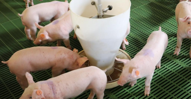 Virus de Nipah: ¿qué tan seguro es comer carne de cerdo en Colombia?