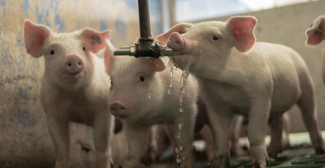La porcicultura colombiana sigue destacándose en el desarrollo agropecuario del país